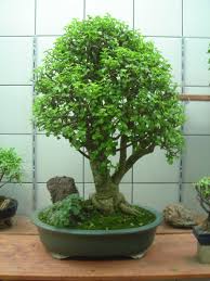 Maybe you would like to learn more about one of these? 30 Top For Indoor Money Tree Bonsai Pink Wool