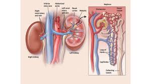 The Role Of Ultrasonography In The Study Of Medical Nephropathy. - Abstract  - Europe Pmc