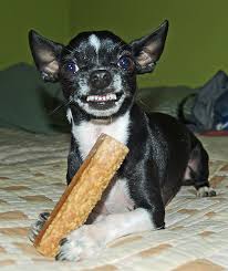 What Is Dog Aggression Daxton S Friends