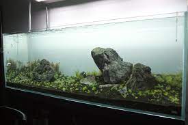 ada build aquarium building tank