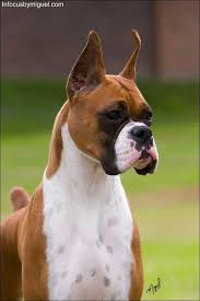 Boxer Gch Ch Winfall Brookwood Styled Dream