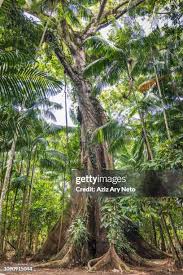 Image result for Sebaea pentandra