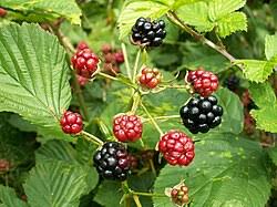 Image result for Rubus steudneri