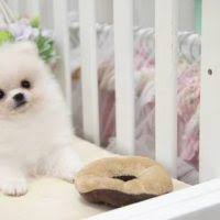 Baixe e use 3,000+ fotos profissionais de pomeranian puppies for adoption in charlotte nc gratuitamente. Micro Tiny Teddy Bear Face Teacup Pom Puppy Usa Charlotte Nc Dogs Show Ad Petdelico