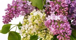 Buy lilac sisal flowers (sets of 5) at discounted wholesale prices & direct uk delivery. Stop Motion Bouquet 007 Step Stock Footage Video 100 Royalty Free 1060696288 Shutterstock