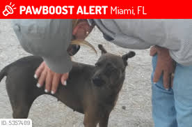 The shop is in a strip mall, no big whoop. Lost Female Dog In Miami Fl 33177 Named Twix Id 5357409 Pawboost