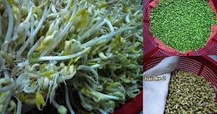 Biasanya, biji yang digunakan adalah kacang hijau atau kedelai. Mudahnya Tanam Taugeh Ni Hari Ke 4 Dah Boleh Tuai Newbie Pun Boleh Buat Keluarga
