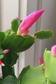 When they bloom, they produce colorful, tubular flowers in pink or lilac colors. Why Won T My Christmas Cactus Bloom And What To Do About It Shifting Roots Christmas Cactus Plant Christmas Cactus Care Christmas Cactus
