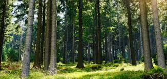 Gehalt während ausbildung und beruf während der lehrzeit können sie mit einer vergütung zwischen 860 und 1.060 euro rechnen. Forstwirt Ausbildung Beruf Mystipendium