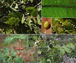 Image result for Copaifera baumiana