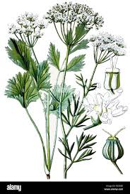 Image result for Pimpinella