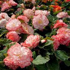 Begonia Seeds 18 Varieties Flower Seeds Annual Flowers Begonia