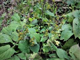 Image result for Sigesbeckia orientalis