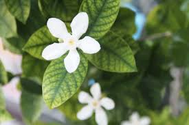 I planted them this spring. What Causes Yellow Leaves On Gardenia Plants
