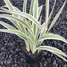 Image result for Dianella