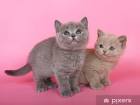 British Shorthair Cats and Kittens for sale in the UK ...