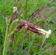 Image result for Silene