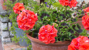 Image result for cuttings of geraniums