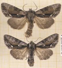 Image result for Hyppa rectilinea