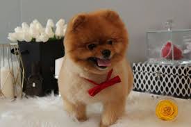 Pomeranian Boo Pomeranian Boo Kopek Kopekseverler Kopeksahiplendirme Kopekyavrusu Evcilhayvan Evcilhayvanurunleri Sati Pomeranian Boo Pomeranian Pets