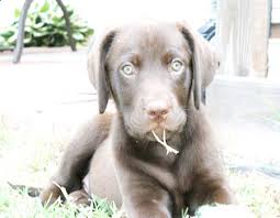 Kahverengi Yavru Labrador Kopek Cinsleri