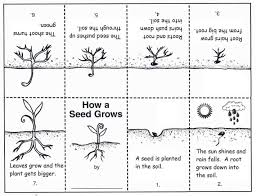 Plants Worksheets For 2nd Grade Plants Worksheets How Plants Grow Plant Life Cycle