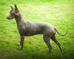 epingle sur mammiferes