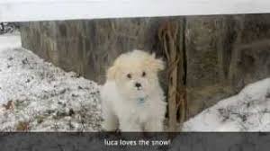 151 likes · 1 talking about this. Bolognese Puppies