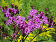 Image result for Vernonia ischnophylla