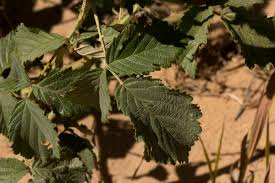 Image result for Rubus rigidus