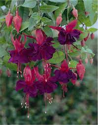 Fuchsia Diana Princess Of Wales Fuchsia Flowers Fuchsia Flower Fuchsia Plant