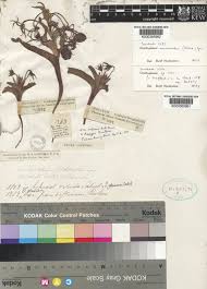 Image result for Ornithoglossum viride