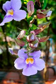 Image result for Thunbergia laborans