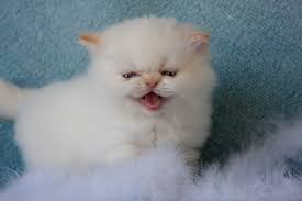 If both parent cats are definitely diluted (blue, cream or blue cream), the offspring cannot be a flame point. Persian Kittens For Sale Himalayan Kittens For Sale