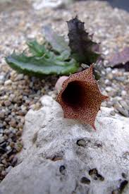 Image result for Huernia levyi