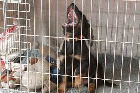 Why Your Puppy Cries At Night How To Overcome This Crate Training
