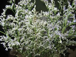 Maybe you would like to learn more about one of these? Purple White Flowers No Leaves On Stems Flowers Forums