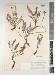 Image result for Agrocharis pedunculata