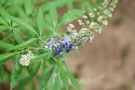Image result for Vitex obovata