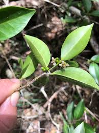 Image result for Cassipourea fanshawei