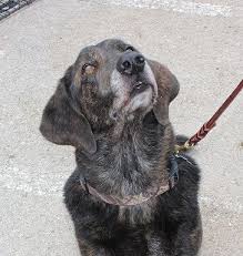 Maybe you would like to learn more about one of these? Dog For Adoption Riley A Basset Hound Labrador Retriever Mix In Austin Tx Petfinder