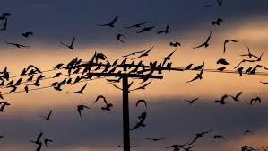 Crow Murders In Idaho Are Nothing To Squawk About Human Scarecrows Try To Divert Bird Invasion Npr
