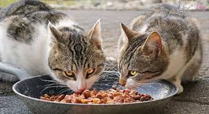 Kedilere Yas Kedi Mamasi Verilmeli Mi En Iyi Yas Kedi Mamalari Kedi Blog