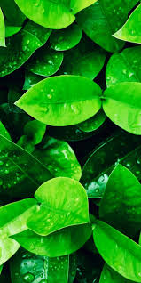 Looking for the best wallpapers? Green Nature Iphone Wallpapers Top Free Green Nature Iphone Backgrounds Wallpaperaccess