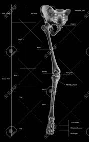 This exoskeleton system is designed to be appropriate mechanism with. Infographic Diagram Of Human Skeleton Lower Limb Anatomy Bone System Or Leg Bone Anterior View 3d Human Anatomy Medical Diagram Educational And Human Body Concept Black And White X Ray Color Film Stock