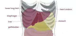 The right upper quadrant (ruq) includes the pancreas, right kidney, gallbladder, liver, and intestines. What Can Cause Pain In Lower Back Right Side Under Ribs Quora