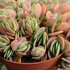 Image result for Kalanchoe rotundifolia