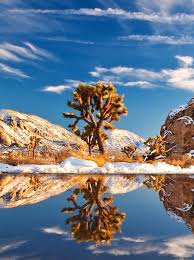 These days, reservations are available for black rock. The 10 Best Places To Camp In The Us Best Places To Camp Joshua Tree National Park National Parks