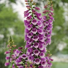 Image result for Digitalis purpurea