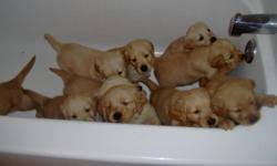 Maybe you would like to learn more about one of these? Golden Retriever Puppies Price 600 For Sale In American Canyon California Best Pets Online